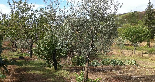 GIRO Immobiliare